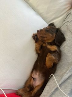 a small brown and black dog laying on its back