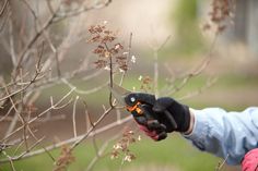 a person wearing gloves and holding scissors in their hand near a tree with small white flowers