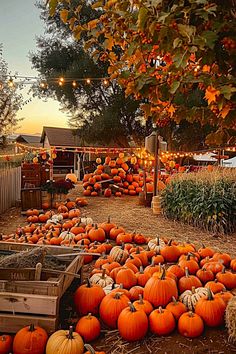 many pumpkins are piled up on the ground