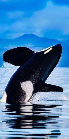 an orca jumping out of the water