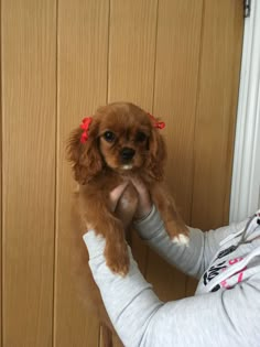 a woman holding a small brown dog in her arms while standing next to a door