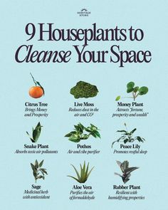 Bring L☥fe into your space 🌿🌹

Plants don’t just have cleansing powers spiritually. There are scientifically supported benefits to keeping them around, from air purification to the release of natural chemicals in the mind.

These are some starter ideas for which plants to add to your home.

Like anything else, we’ll all find something different that works for us. For all of us, it’s about welcoming in new energy and cleansing into your daily life. Snake Plant Benefits, Starter Ideas, Space Plants, Cleanse Your Space, Emergency Numbers, Plant Benefits, Rubber Plant