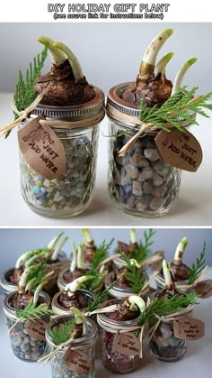 there are many jars with plants in them