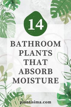 bathroom plants that absorb moisture and are easy to use in the shower or on the toilet