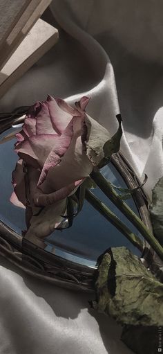 a single pink rose sitting on top of a glass plate