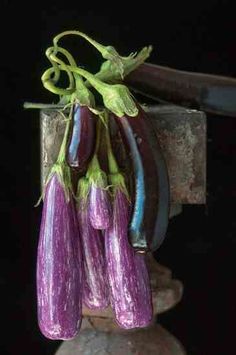 purple eggplant hanging from an iron hook