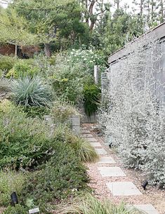 a stone path leads to a garden with lots of plants and shrubs on either side