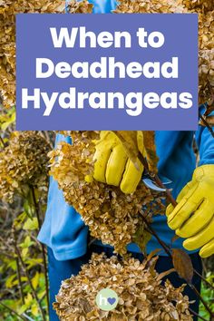 a person in yellow gloves holding up dead plants with the words when to deadhead hydrants