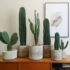 four cactus plants in cement pots sitting on a wooden table next to a framed photograph