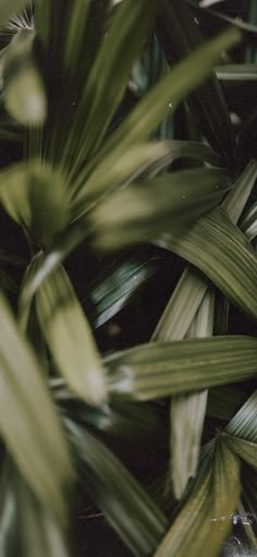 green leaves are seen in this close up photo