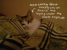 a cat laying on top of a bed under a blanket next to a quote that reads, day dreaming about taking you on picnic and playing under the tree together