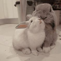 Rabbit Couple, Pet Bunny Rabbits, Bunny Care, Cute Bunny Pictures, Happy November, Cute Small Animals, Bunny Pictures, Pet Bunny