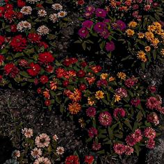 many different colored flowers growing on the ground