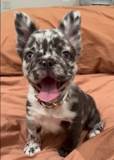 a small gray and white dog sitting on top of a bed with its tongue out