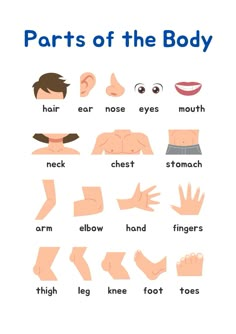 parts of the body poster with different types of hands, fingers and feet on white background