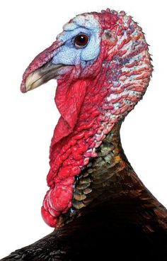 a close up of a turkey's head on a white background