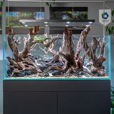 an aquarium filled with lots of different types of plants