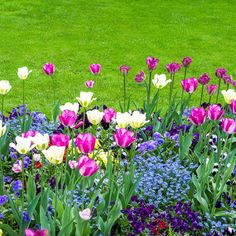 many different colored tulips and other flowers in a flower bed on the grass