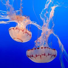 two jellyfish swimming in the blue water