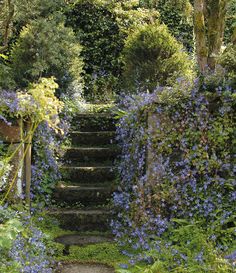 an image of a garden with blue flowers on the ground and steps leading up to it