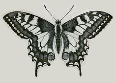 a black and white drawing of a butterfly