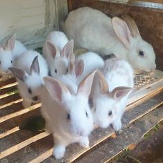 several small white rabbits sitting on top of a wooden pallet next to each other