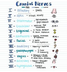 a hand drawn chart with the names of different nerves and their corresponding words