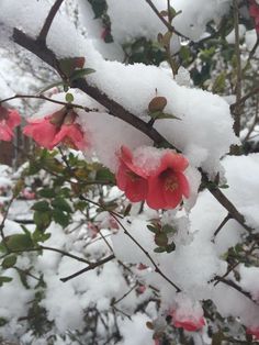 some pink flowers are covered in snow