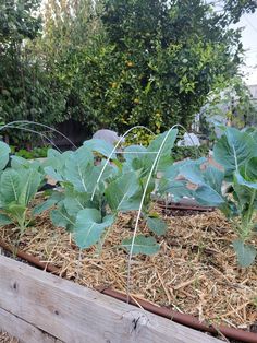 Here are my tips for mulching your vegetable garden using organic and almost free materials. Most of the mulch I use around my garden is actually generated by my garden! Mulch can be important for regulating the soil temperatures, especially when your plants are small like these brassica seedlings. Wood Chip Mulch, Tree Mulch, Compost Bin Diy, Garden Mulch, Succession Planting, California Garden, Growing Veggies, Backyard Vegetable Gardens, Dry Leaf