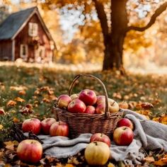 a basket full of apples sitting on top of a blanket next to an apple tree