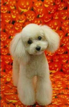 a white poodle standing in front of pumpkins