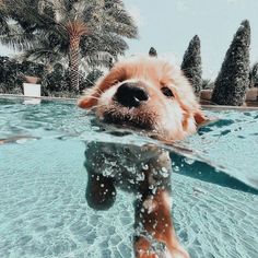 the dog is swimming in the pool with his head above the water's surface