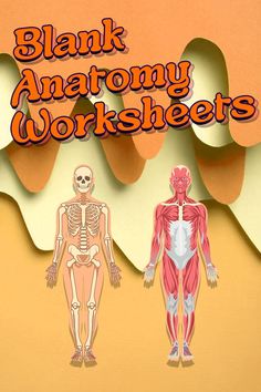 an image of two human anatomy worksheets with the title blank anatomy worksheets