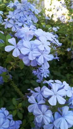 blue flowers are blooming in the garden