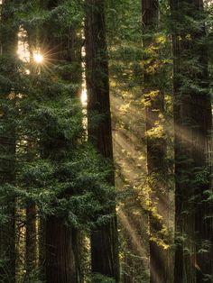 the sun shines through the trees in this forest filled with tall, green trees