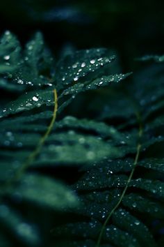 green leaves with water drops on them in the dark night time, close up view