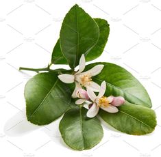 an orange blossom and green leaves on a white background