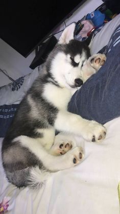 a black and white husky dog laying on top of a bed next to a person