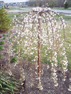 white flowers are growing in the middle of a garden