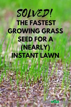 grass growing in the ground with text overlay that reads, sowed the fastest growing grass seed for a nearly instant lawn