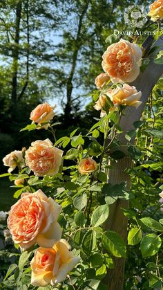 an orange rose is blooming on a tree in the garden with green leaves and trees behind it