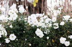 white flowers are blooming in the garden