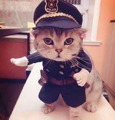 a cat dressed up as a police officer