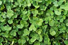 green plants are growing in the ground