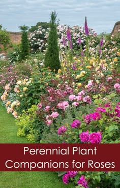 the words perennial plant companions for roses are in front of a garden with colorful flowers