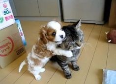 a dog and cat playing with each other on the floor