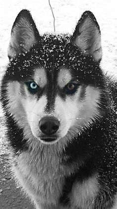 a black and white husky dog with blue eyes