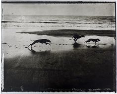 two dogs are running on the beach in front of the ocean and one dog is chasing another