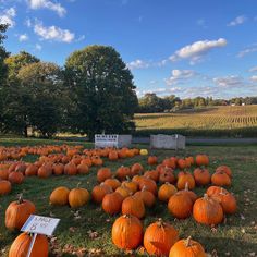 a field full of pumpkins sitting in the grass