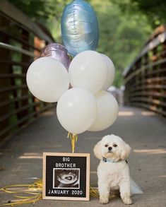 a small white dog standing next to a bunch of balloons and a sign that says big brother january 2020